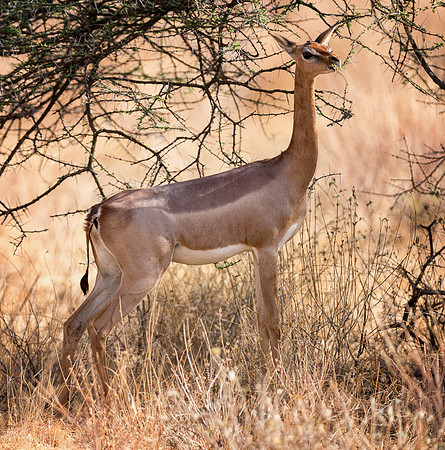 20130908_Kenya_0004-3