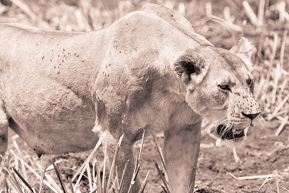 20130919_Kenya_0043