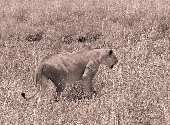 20130919_Kenya_0038