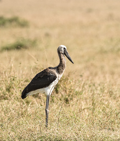 20130916_Kenya_0023