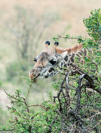 20130916_Kenya_0002