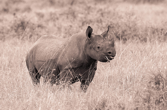 20130919_Kenya_0079