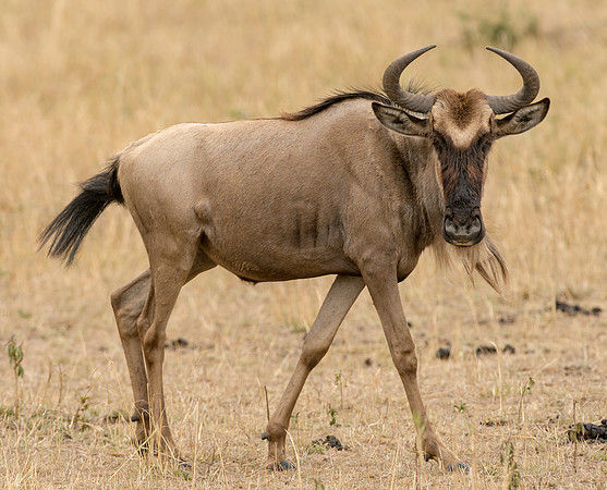 20130918_Kenya_0010