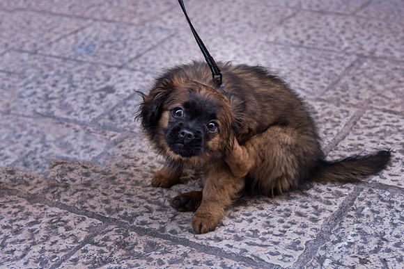20150524_Ecuador_0018