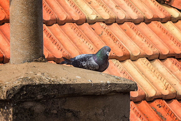 20150527_Ecuador_0031