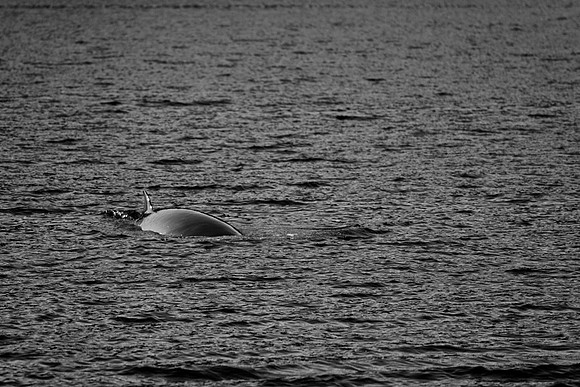 20150726_Newfoundland_0013