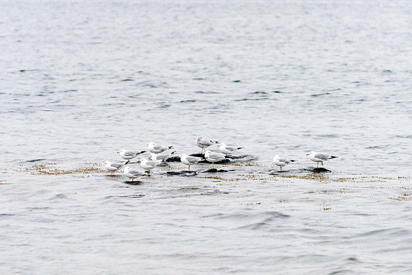20150729_Newfoundland_0012