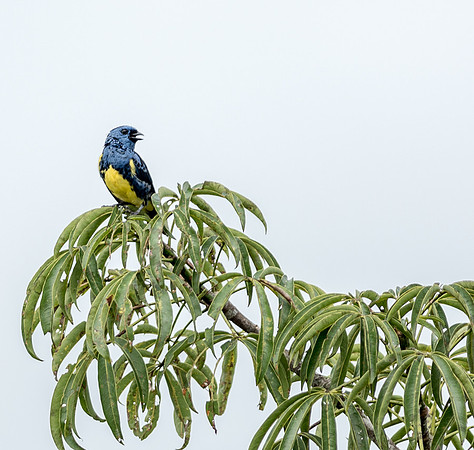 20150116_Ecuador_0008
