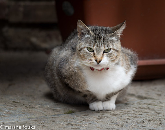 20130524_tuscany_0318