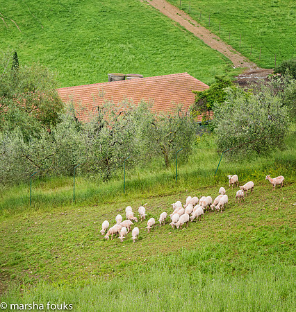 20130525_2013_may_italy_0045