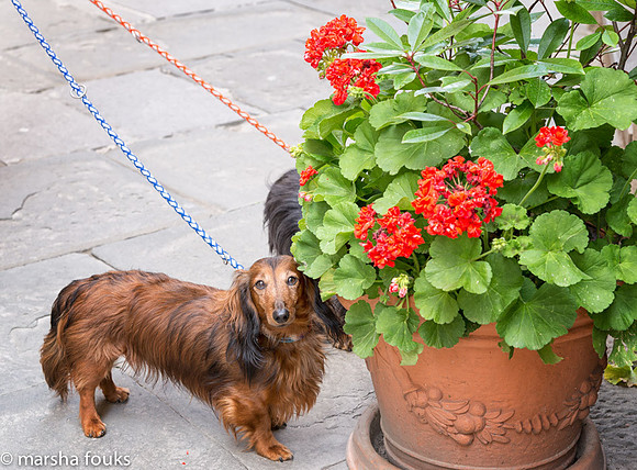 20130527_2013_may_italy_0039