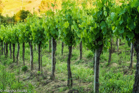 20130524_tuscany_0566-Edit-Edit-Edit