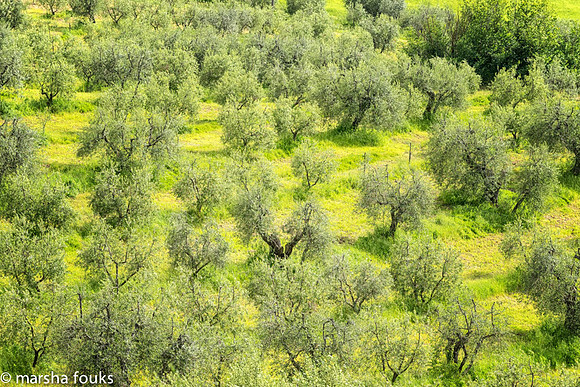 20130524_tuscany_0137-Edit-Edit