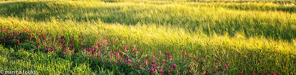 20130524_tuscany_0335-Edit