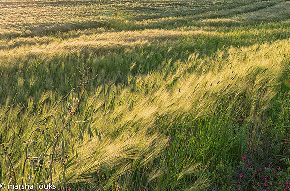 20130524_tuscany_0323-Edit-Edit