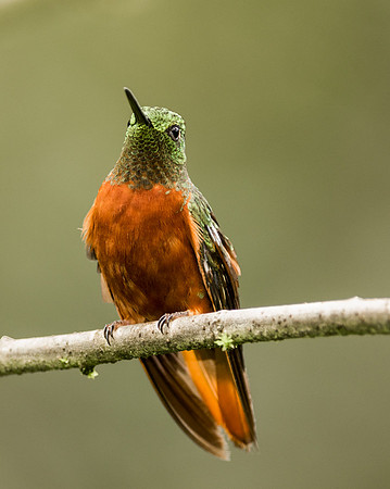 20150113_Ecuador_0009