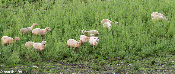 20130525_2013_may_italy_0042