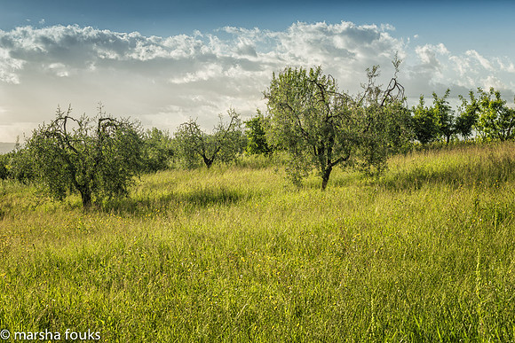 20130524_tuscany_0195-Edit-Edit