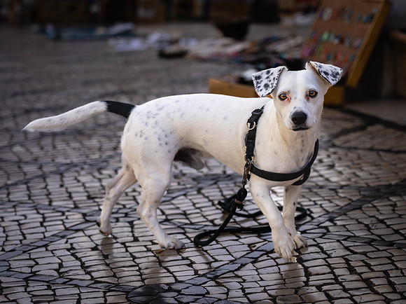 Dog posing for me