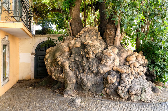 Interesting tree roots in Lisbon