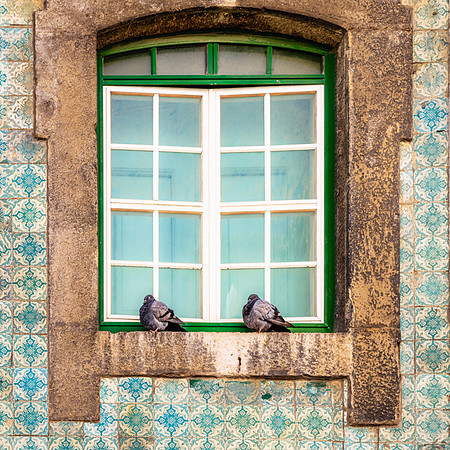 Pigeons