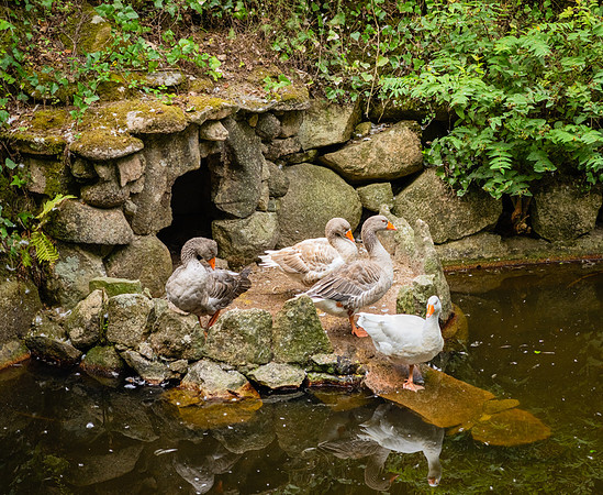Ducks in the gardens at Park da Pena