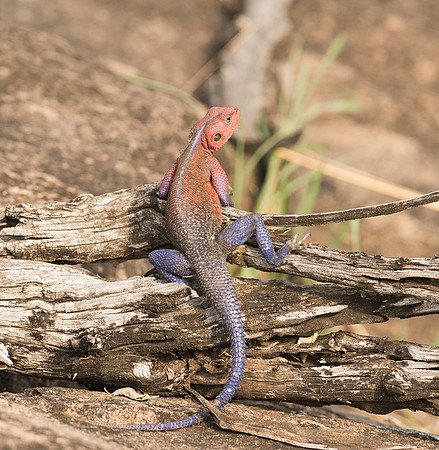 20130917_Kenya_0065