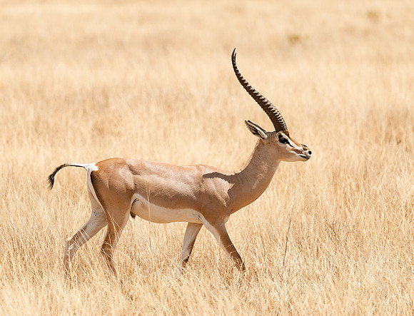 20130909_Kenya_0013-2