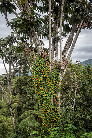 20150113_Ecuador_0012