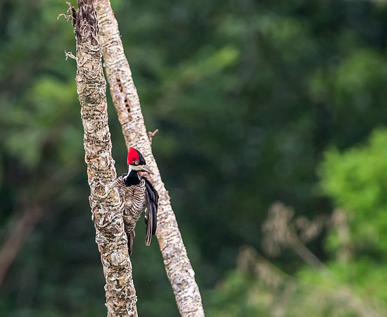 20150118_Ecuador_0014