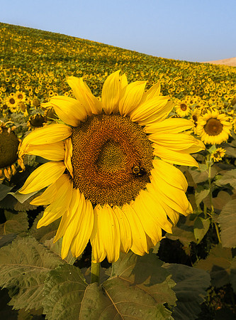 Palouse (3 of 69)