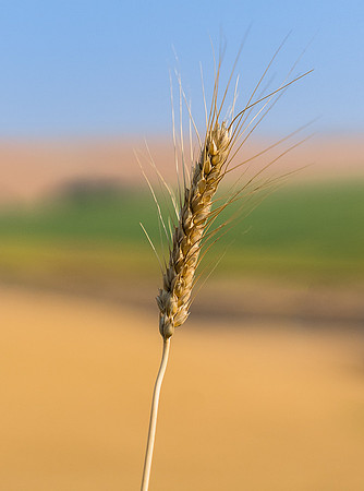 Palouse (65 of 69)