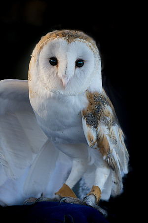 Captive Wildlife (2 of 20)