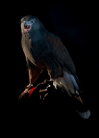 Captive Wildlife (3 of 20)