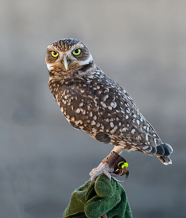 Captive Wildlife (5 of 20)