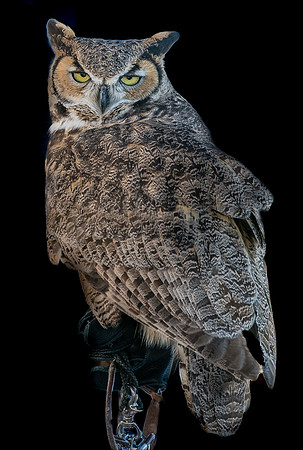 Captive Wildlife (6 of 20)
