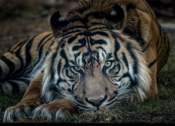 Captive Wildlife (7 of 20)
