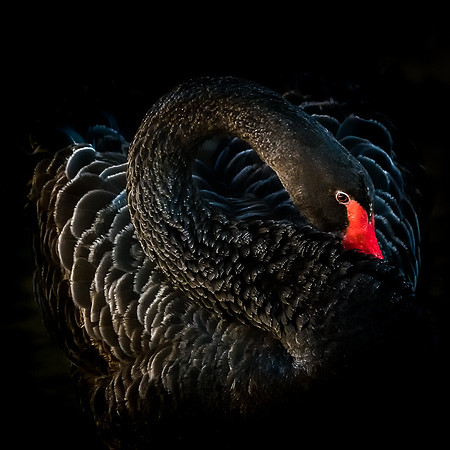 Captive Wildlife (8 of 20)