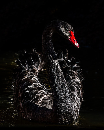 Captive Wildlife (9 of 20)