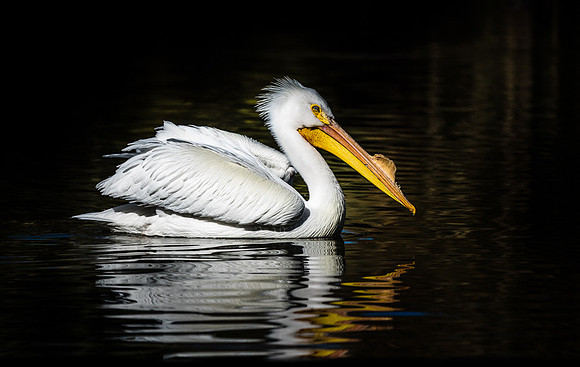 Captive Wildlife (10 of 20)