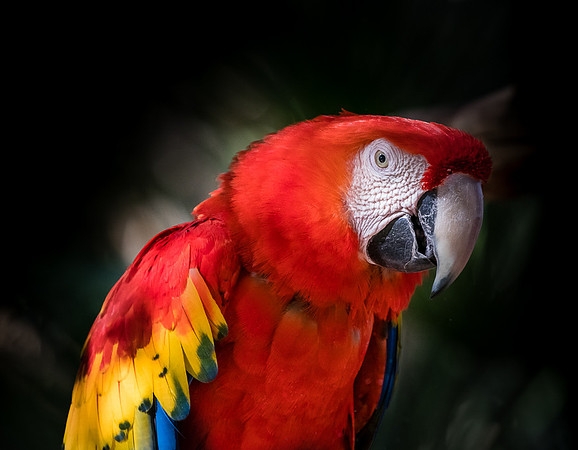 Captive Wildlife (11 of 20)