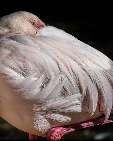 Captive Wildlife (12 of 20)