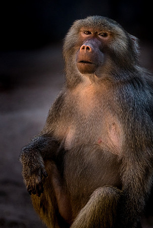 Captive Wildlife (13 of 20)