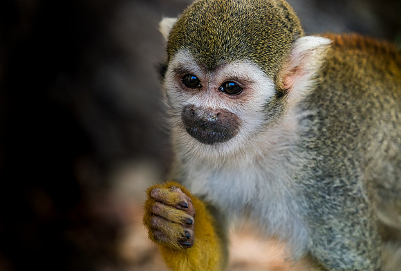 Captive Wildlife (14 of 20)