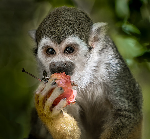 Captive Wildlife (15 of 20)