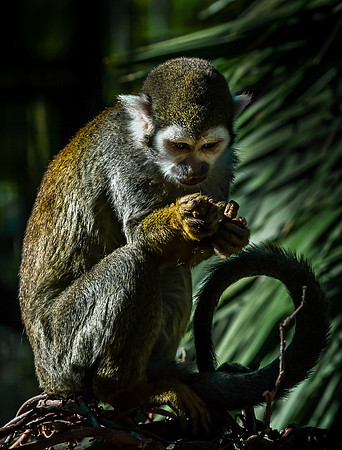 Captive Wildlife (16 of 20)
