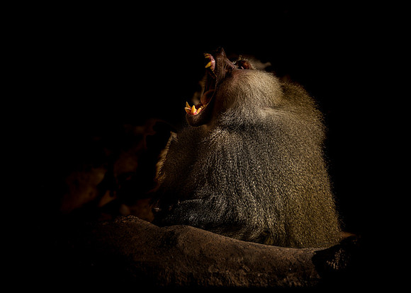 Captive Wildlife (17 of 20)