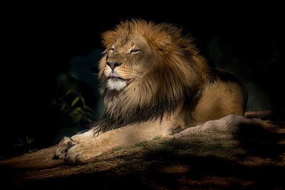 Captive Wildlife (18 of 20)