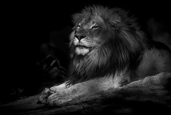 Captive Wildlife (19 of 20)
