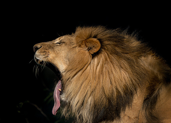Captive Wildlife (20 of 20)